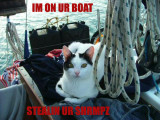 cat_boat_stealin_shimpz.jpg