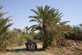 Siwa Oasis