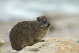 Dassie