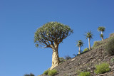 Quiver Tree Forest