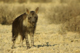 Brown Hyaena