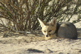 Cape fox