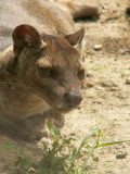 Fossa at the Sandwich Rare Species Conservation Center