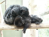 Goeldis monkey grooming - Rare Species Conservation Center, Sandwich Kent UK