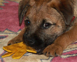 ARNIE