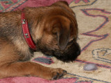 ARNIE looking at ice cube