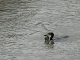 comorrant with eel