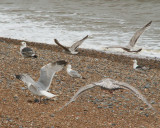 gulls, beach, Deal
