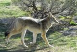 Coyote at Pocatello Zoo _DSC0703.JPG