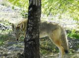 Coyote at Pocatello Zoo _DSC0715.JPG