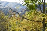 Autumn Scene at Pocatello Zoo _DSC0868.JPG