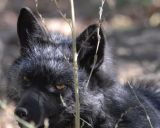 Silver Fox at Pocatello Zoo _DSC1205.jpg