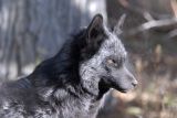 Silver Fox at Pocatello Zoo _DSC1219.jpg