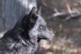 Silver Fox at Pocatello Zoo _DSC1220.jpg