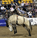 Rodeo 2007 _DSC0135.jpg