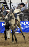 Rodeo 2007 _DSC0128.jpg