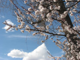 apricot blossoms 8th avenue IMG_2708.JPG