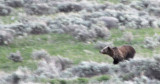 Grizzly Running at Yellowstone National Park smallfile _DSC0387.jpg
