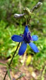 Am I a Larkspur I grow by E Mink Tr Scout Mtn P1010506.jpg