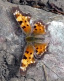 Butterfly on East Fork Mink Creek Trail Scout Mtn P1010478.jpg