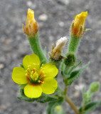 Wild Flowers at Massacre Rocks IMG_0085.jpg