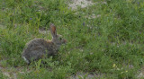 bunny cropped smallfile _DSC0534.jpg