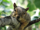 Aspen the Fox Squirrel on an Aspen smallfile IMG_0356.jpg