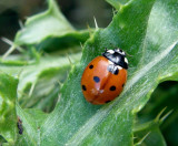 ladybug P8100069.jpg