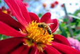 Bee & Nectar ~
