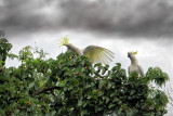 cockatoos ~