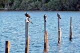 Birds on the Lake