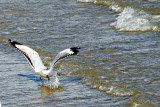 seagull touchdown