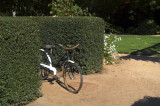 Old Bicycle in hedge