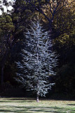 Silver Tree