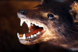 Tasmanian devil ~*