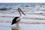 Morton Pelican