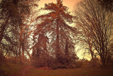 Trees at Dusk