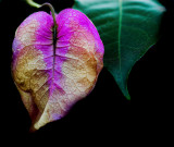 Autumn is near
