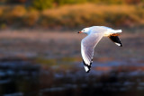 Seagull glide