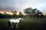 Stallion in the sunset ~