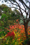 Autumn in Montsalvat