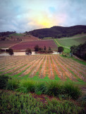 Fields in the yarra valley ~