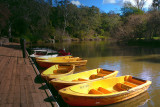 Yellow rowing boats