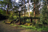 Dandenongs Rainforest