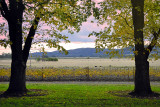 Autumn vineyard twilight ~