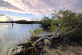 Beach tree on Goat Island