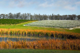 Vineyard and dam