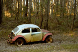 Beetle in the forest