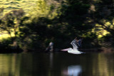 pelican gliding ~