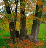 Autumn trunks